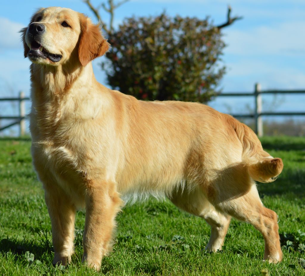 Never without molly Des Puppys Goldens Love