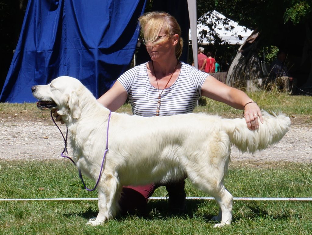 Rose éternelle april Des Puppys Goldens Love