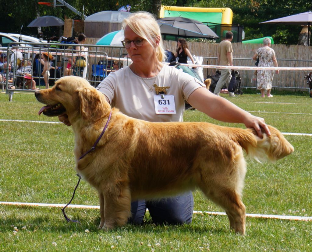 Soca dance Des Puppys Goldens Love