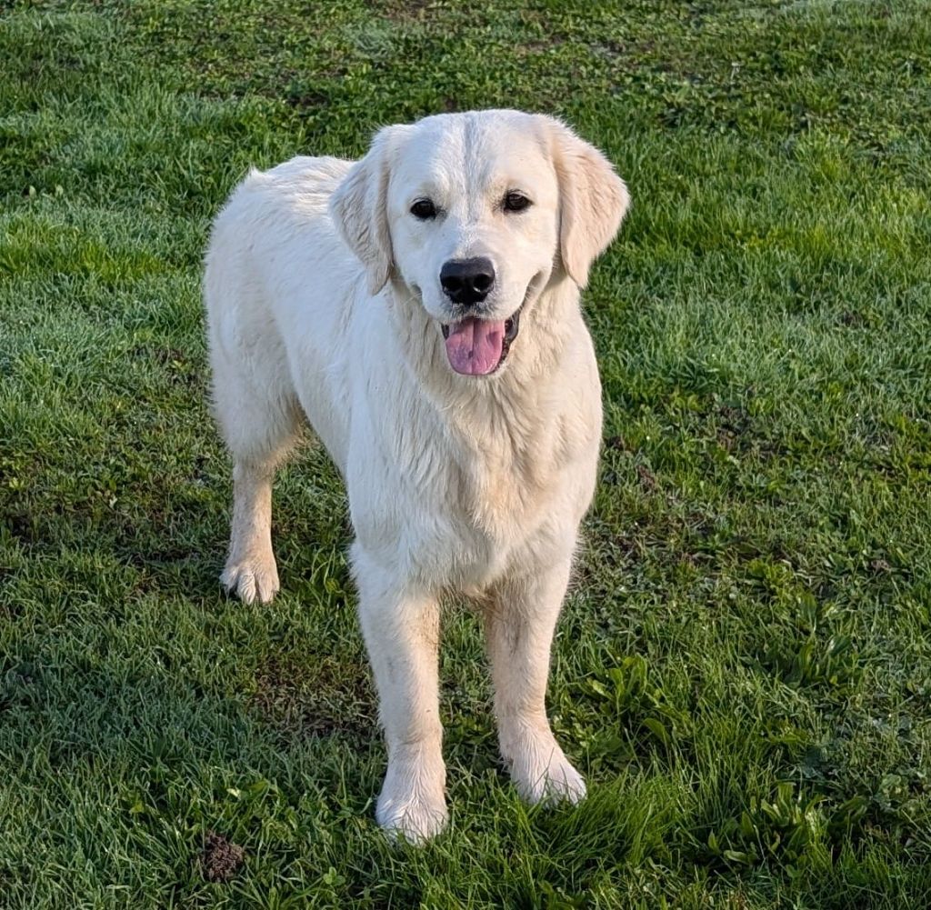 Unity seven sisters joy Des Puppys Goldens Love