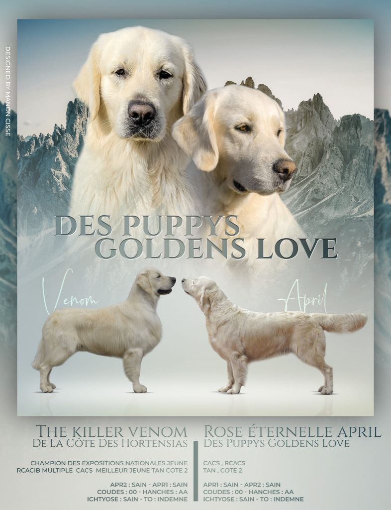 Des Puppys Goldens Love - mariage avril 2024