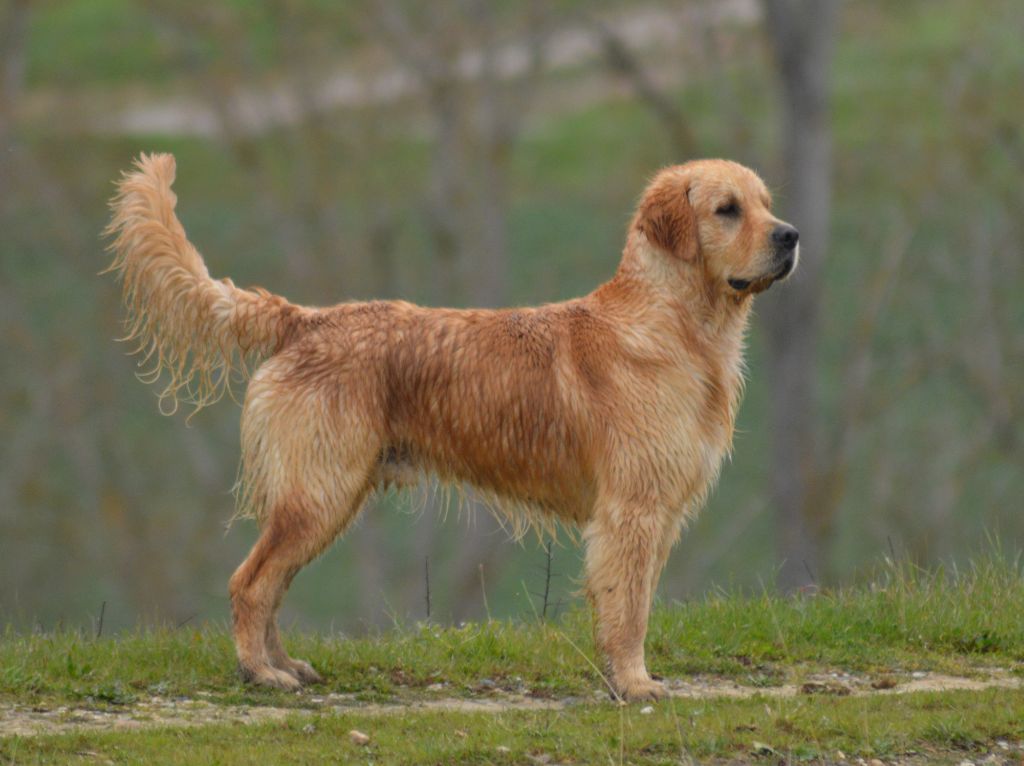 New iron man Des Puppys Goldens Love