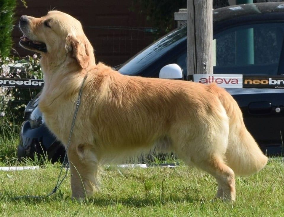 Number one Des Puppys Goldens Love