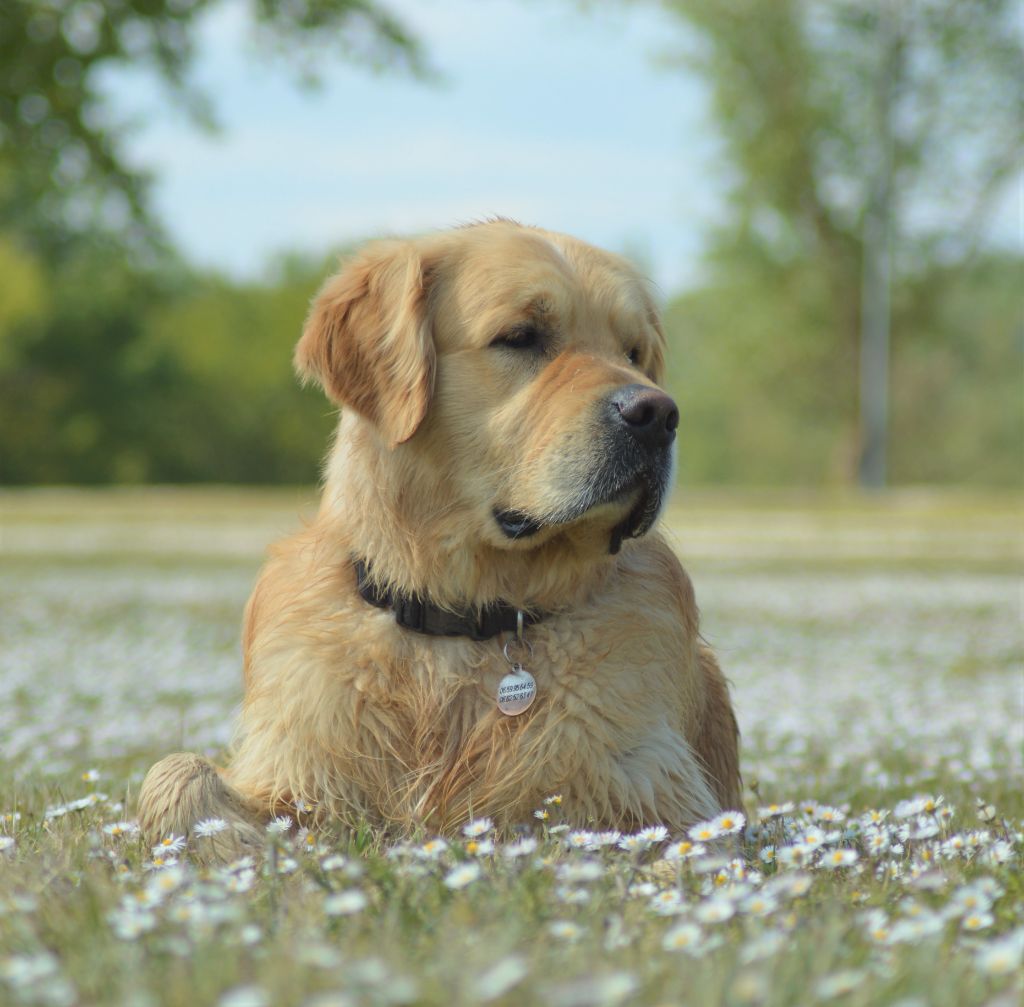 Number one Des Puppys Goldens Love