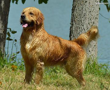 New iron man Des Puppys Goldens Love