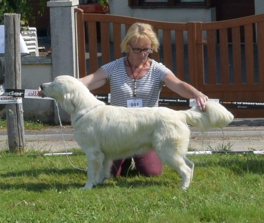 Rose éternelle april Des Puppys Goldens Love