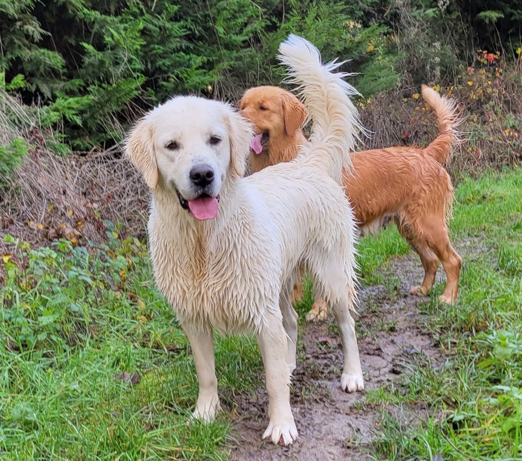 Rose éternelle april Des Puppys Goldens Love