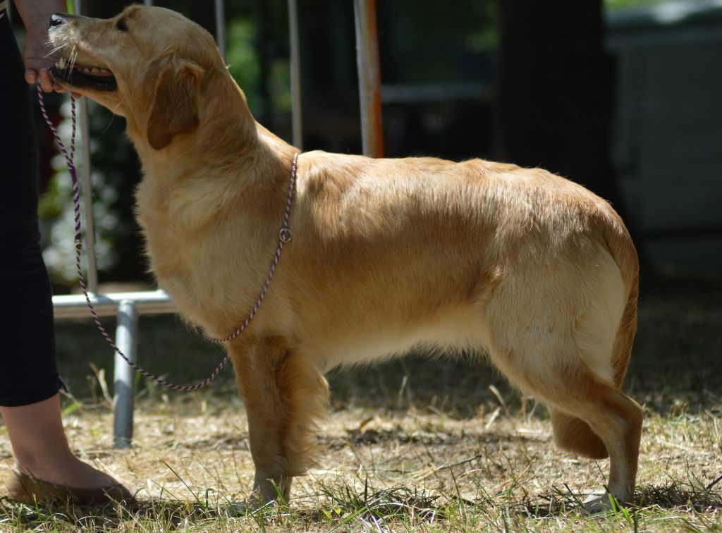 Never without molly Des Puppys Goldens Love