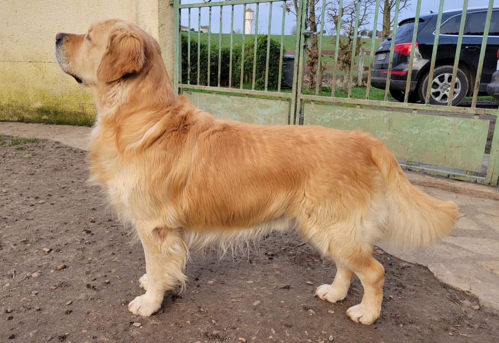 Number one Des Puppys Goldens Love