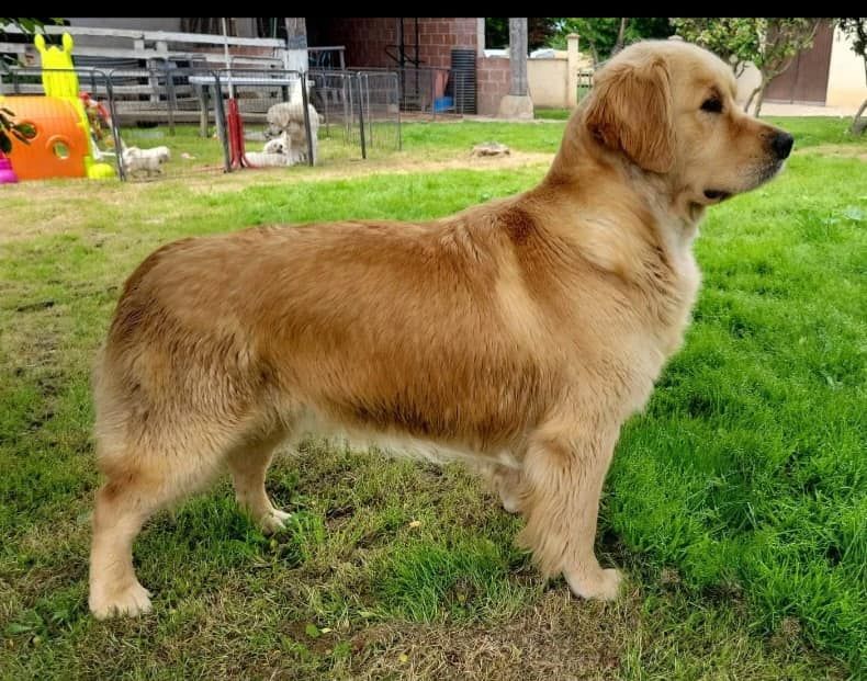 Soca dance Des Puppys Goldens Love