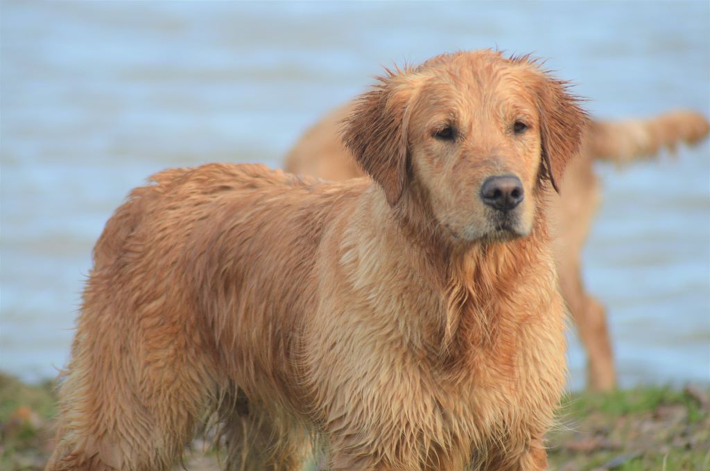 Never without molly Des Puppys Goldens Love