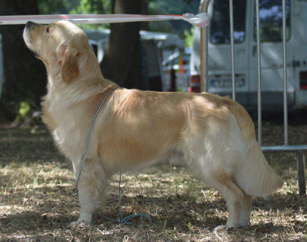 Number one Des Puppys Goldens Love