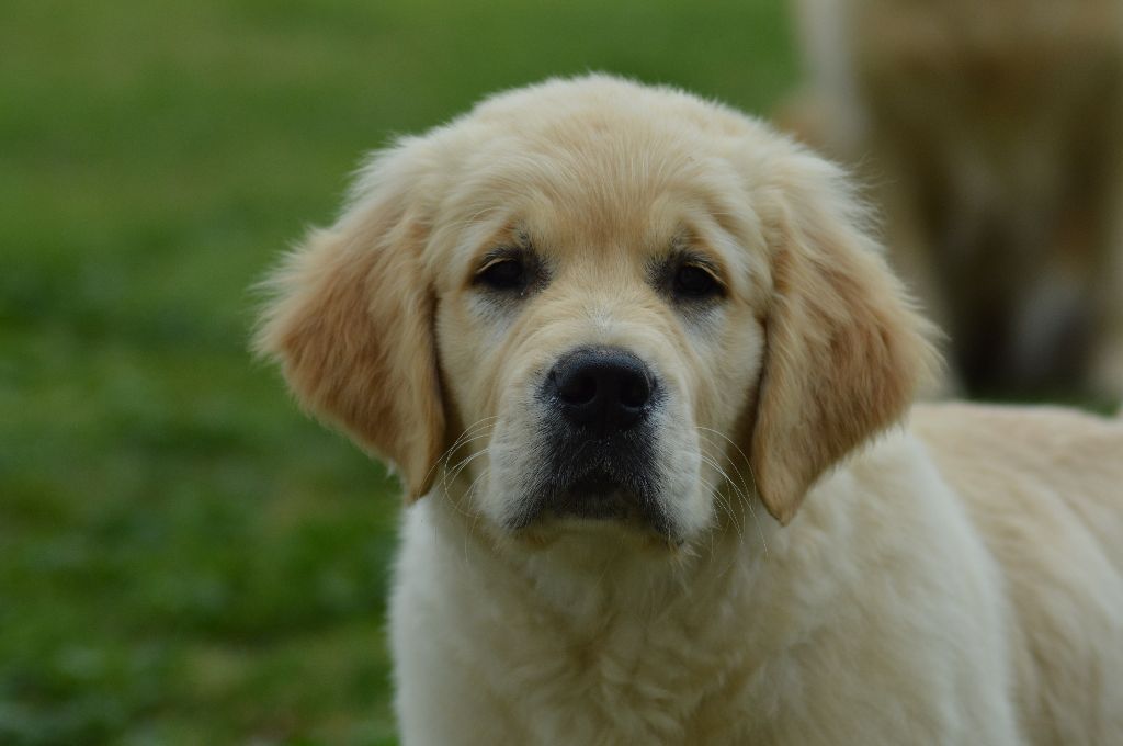 Number one Des Puppys Goldens Love