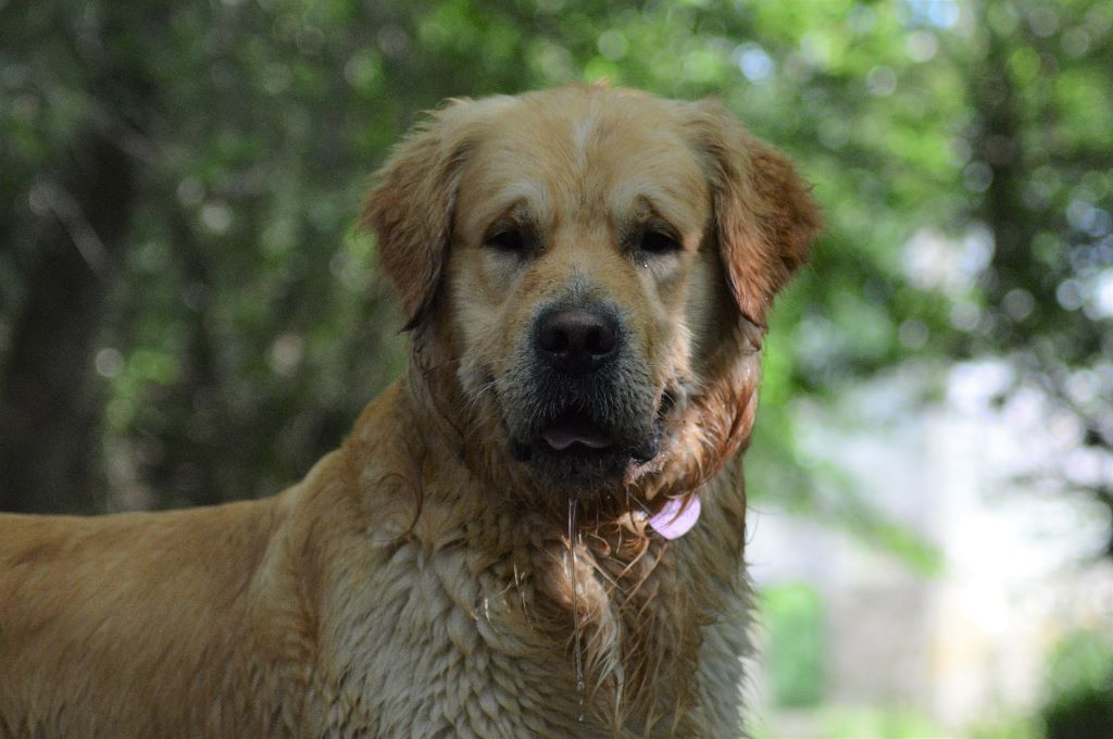 Number one Des Puppys Goldens Love