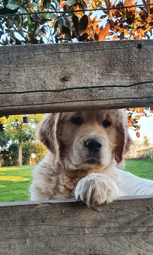 Soca dance Des Puppys Goldens Love