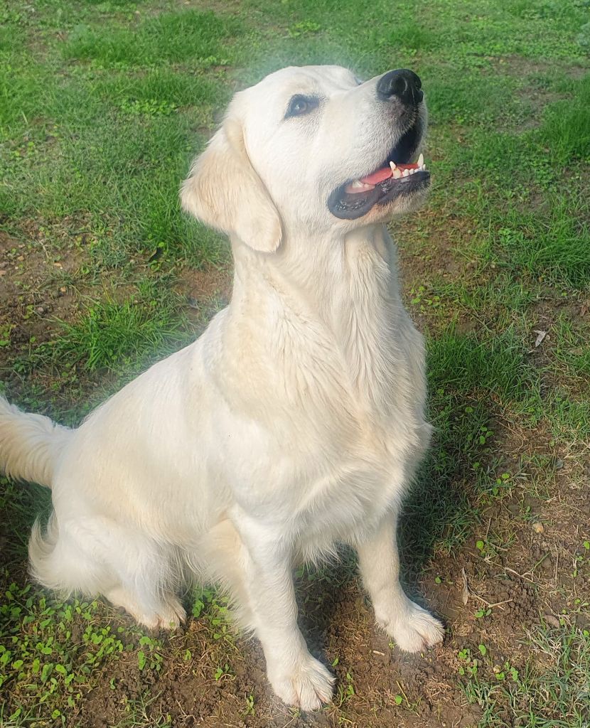 Rose éternelle april Des Puppys Goldens Love