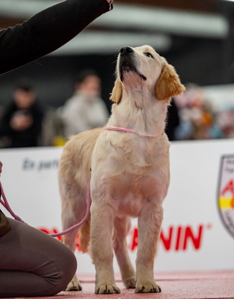 Victorious yumi Des Puppys Goldens Love