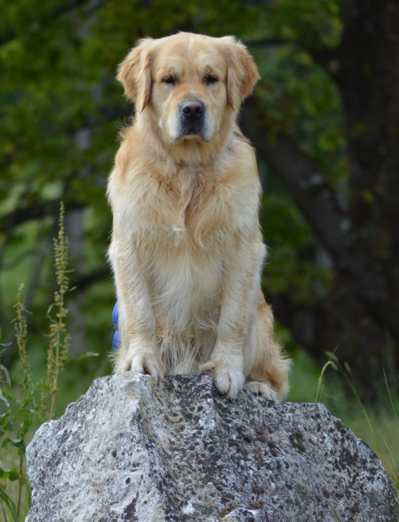 Number one Des Puppys Goldens Love