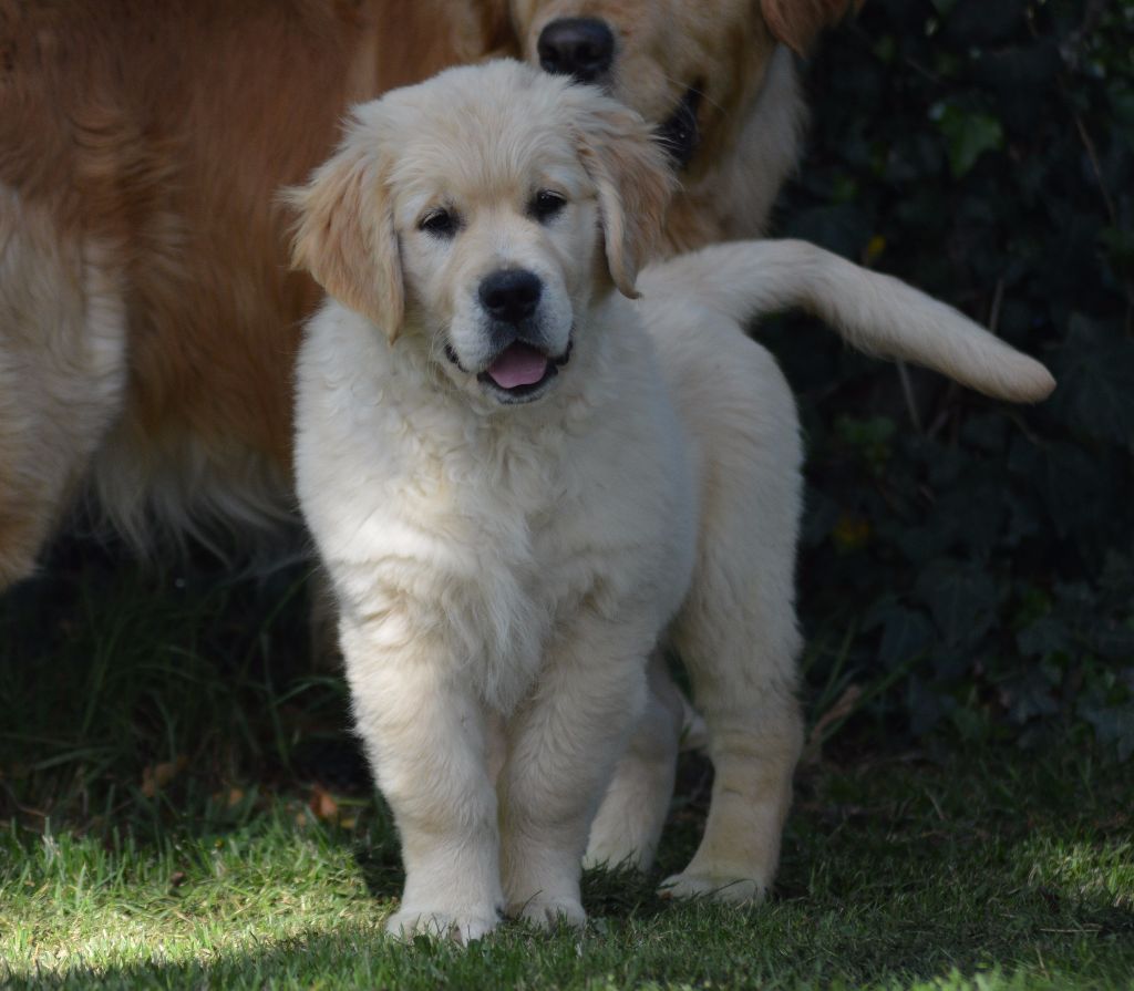 Number one Des Puppys Goldens Love