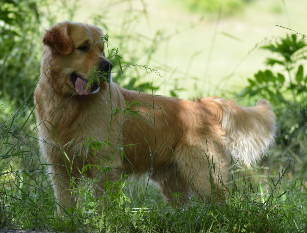 Number one Des Puppys Goldens Love