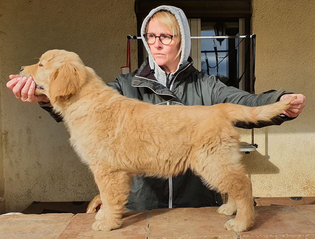 Soca dance Des Puppys Goldens Love