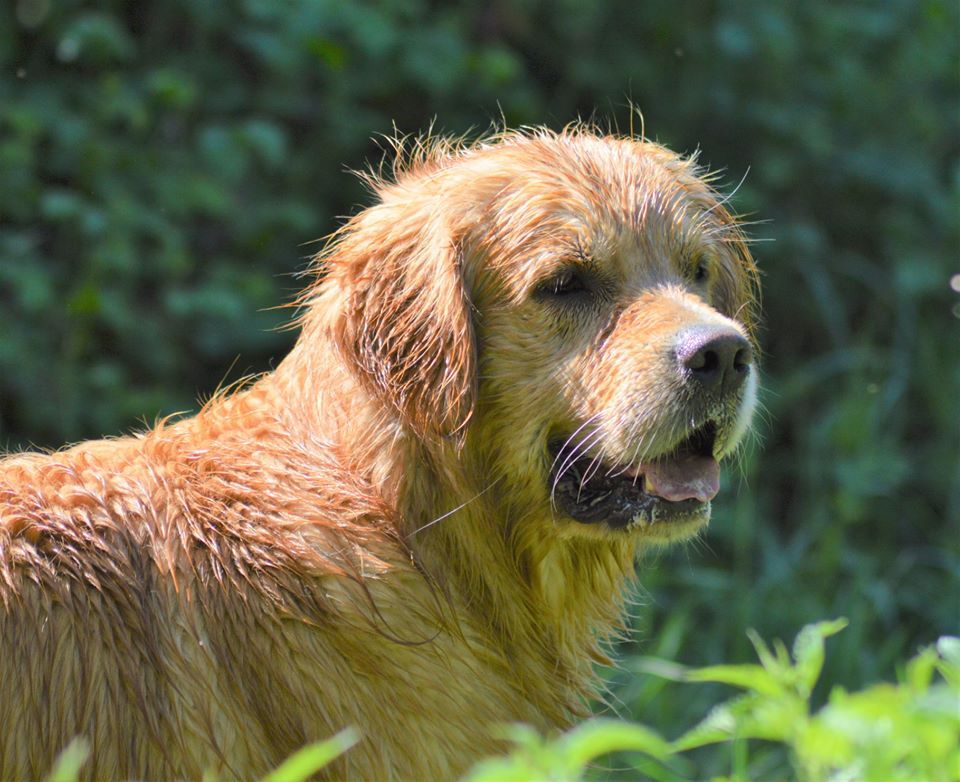 New iron man Des Puppys Goldens Love