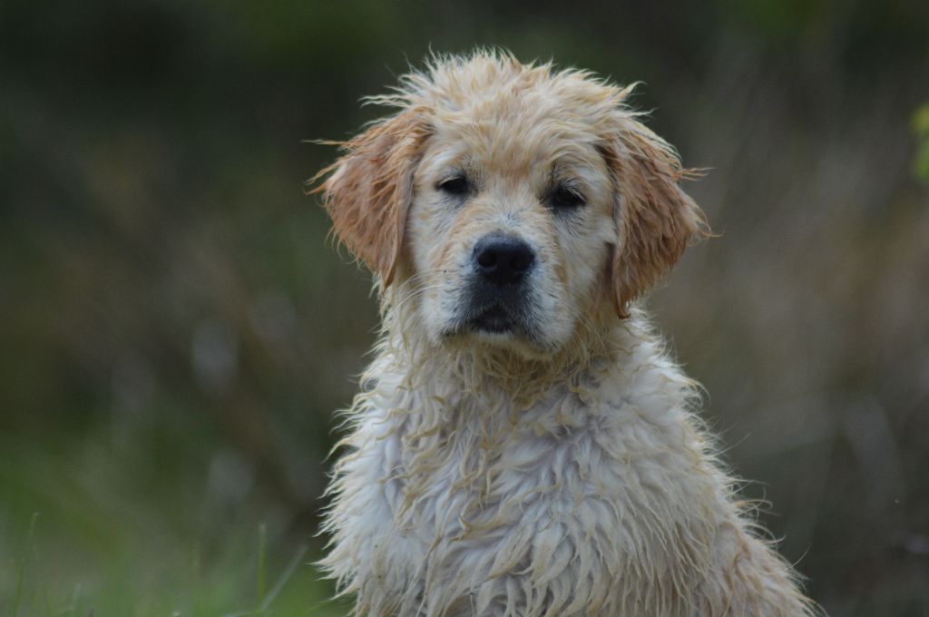 Number one Des Puppys Goldens Love