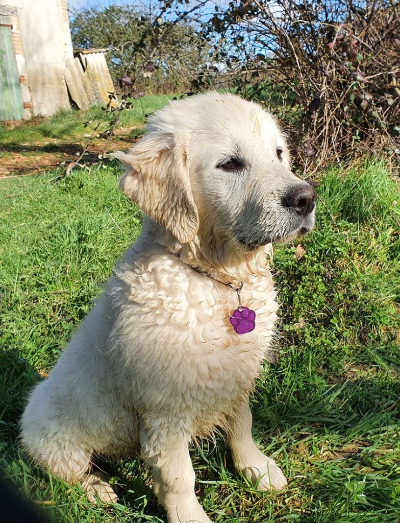 Rose éternelle april Des Puppys Goldens Love