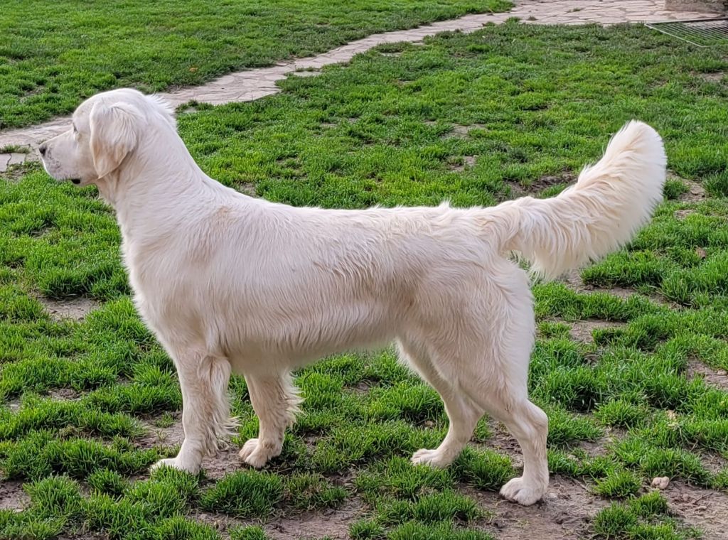 Rose éternelle april Des Puppys Goldens Love