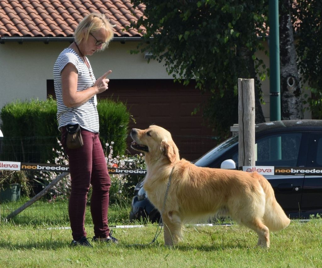 Number one Des Puppys Goldens Love