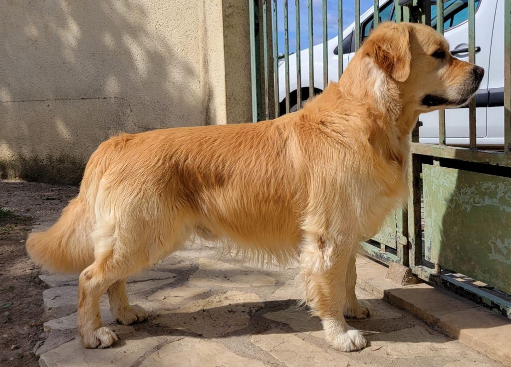Number one Des Puppys Goldens Love