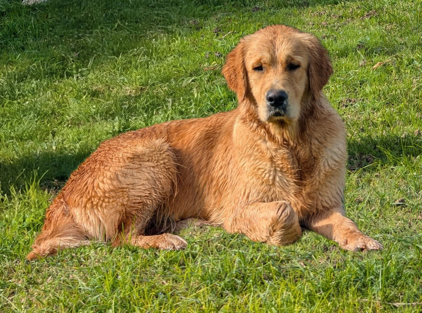 Véritable moka café Des Puppys Goldens Love