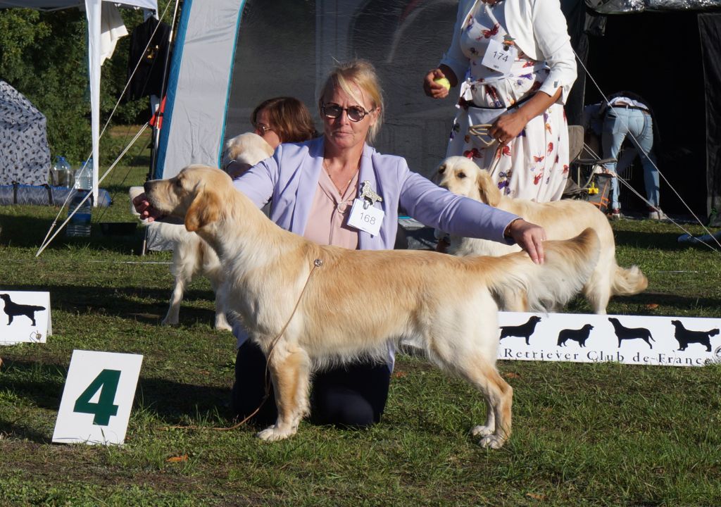 Victorious yumi Des Puppys Goldens Love