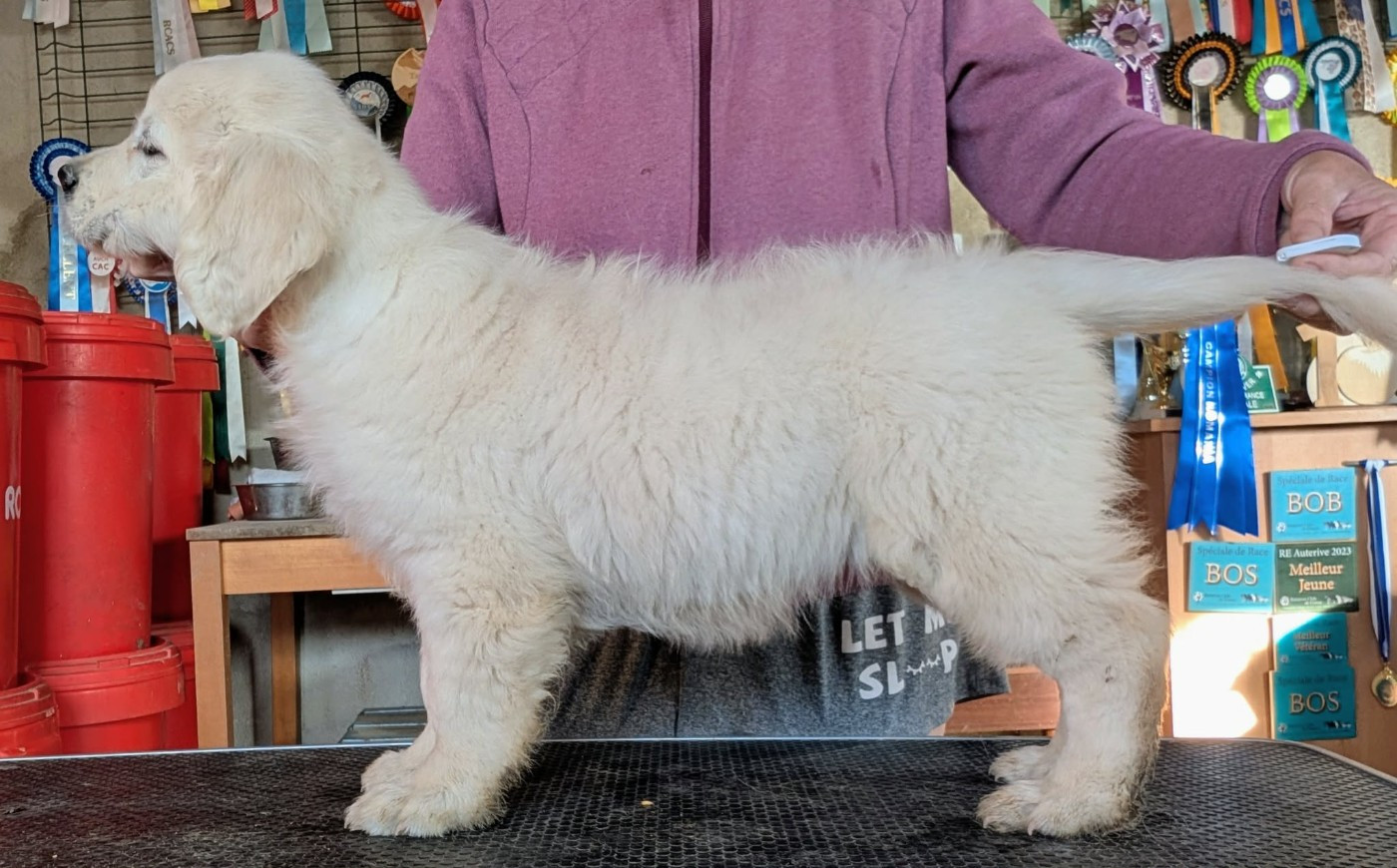 bellatrix Du Clan De Soleil