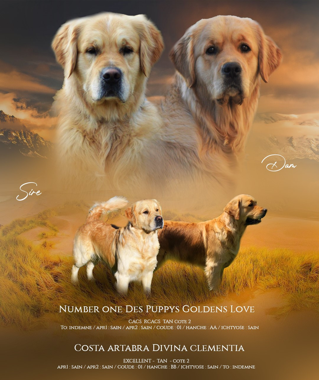 saillie costa artabra divina clementia et Number one des puppys goldens love juilliet 2026