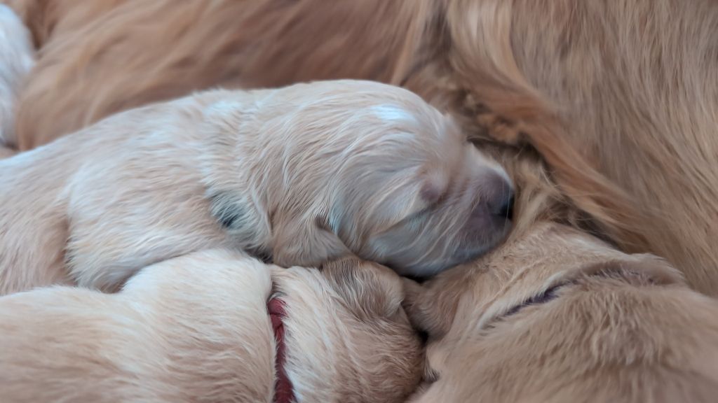 Des Puppys Goldens Love - Chiots disponibles - Golden Retriever