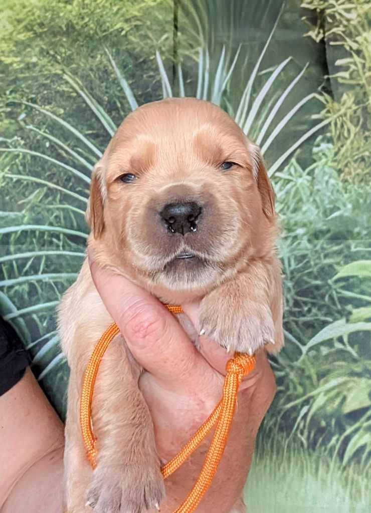Des Puppys Goldens Love - Chiots disponibles - Golden Retriever