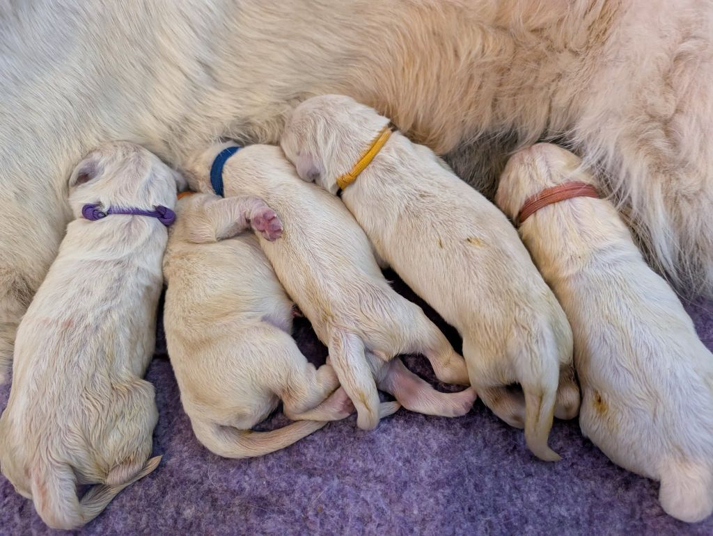 Des Puppys Goldens Love - Chiots disponibles - Golden Retriever