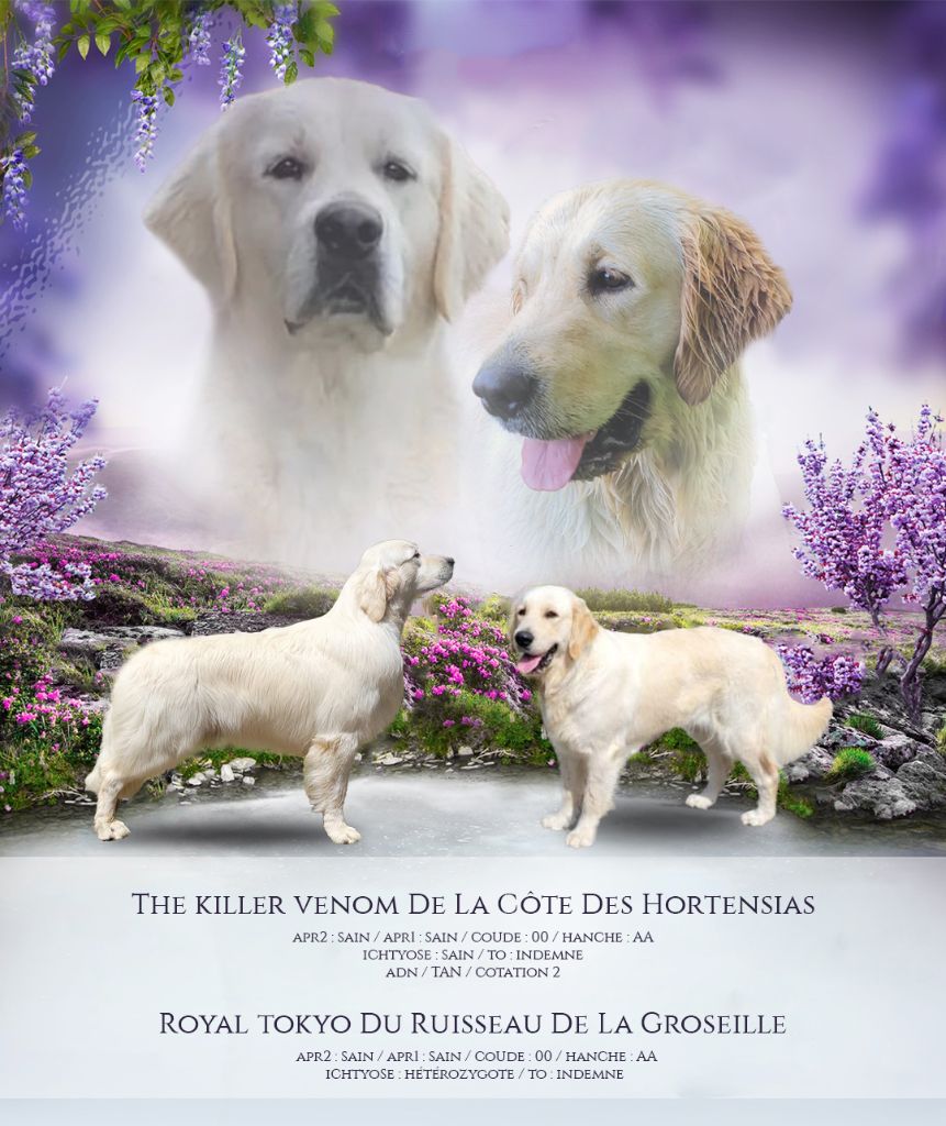 Chiot Golden Retriever Des Puppys Goldens Love