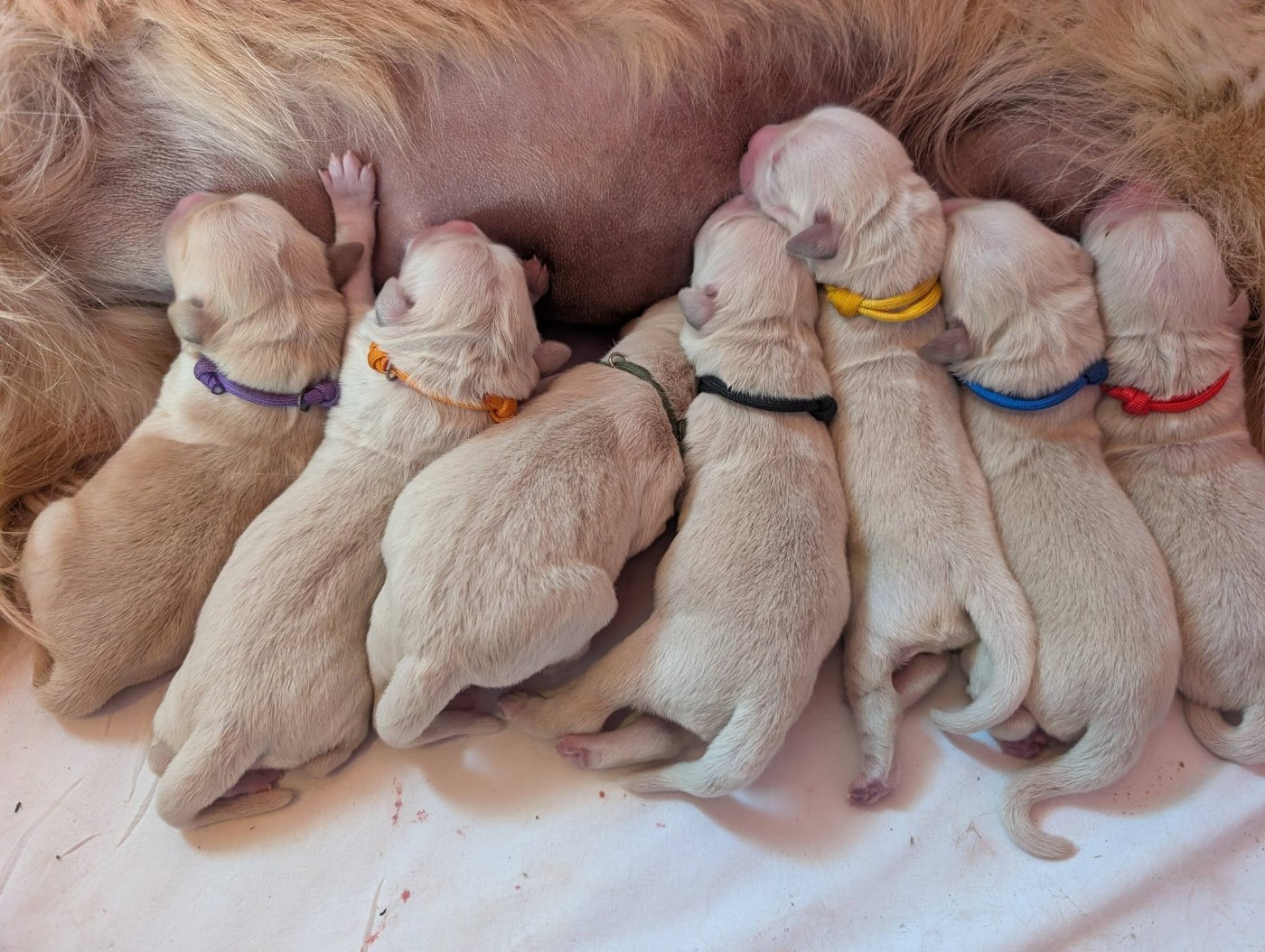 Des Puppys Goldens Love - Chiots disponibles - Golden Retriever