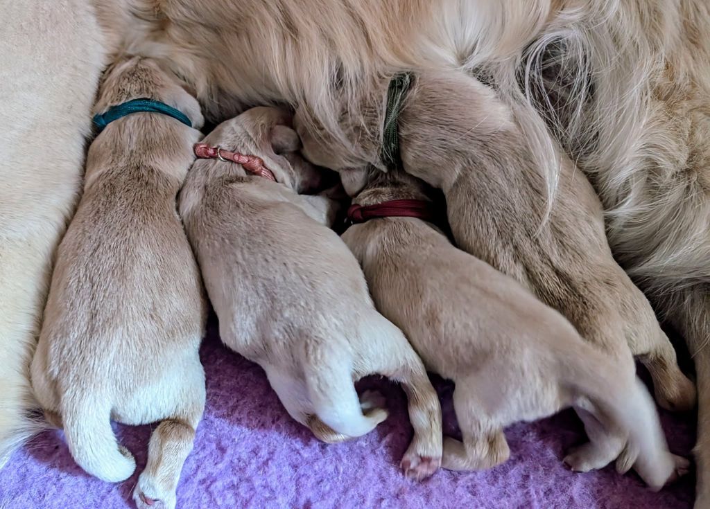 Chiot Golden Retriever Des Puppys Goldens Love