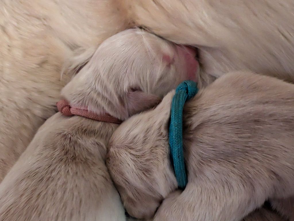 Des Puppys Goldens Love - Chiots disponibles - Golden Retriever