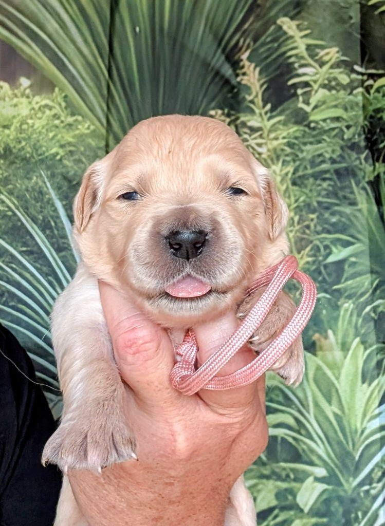 Des Puppys Goldens Love - Chiots disponibles - Golden Retriever