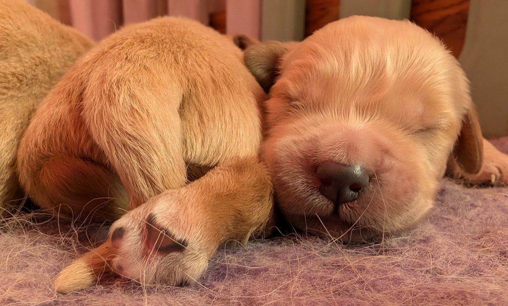 Des Puppys Goldens Love - Chiots disponibles - Golden Retriever