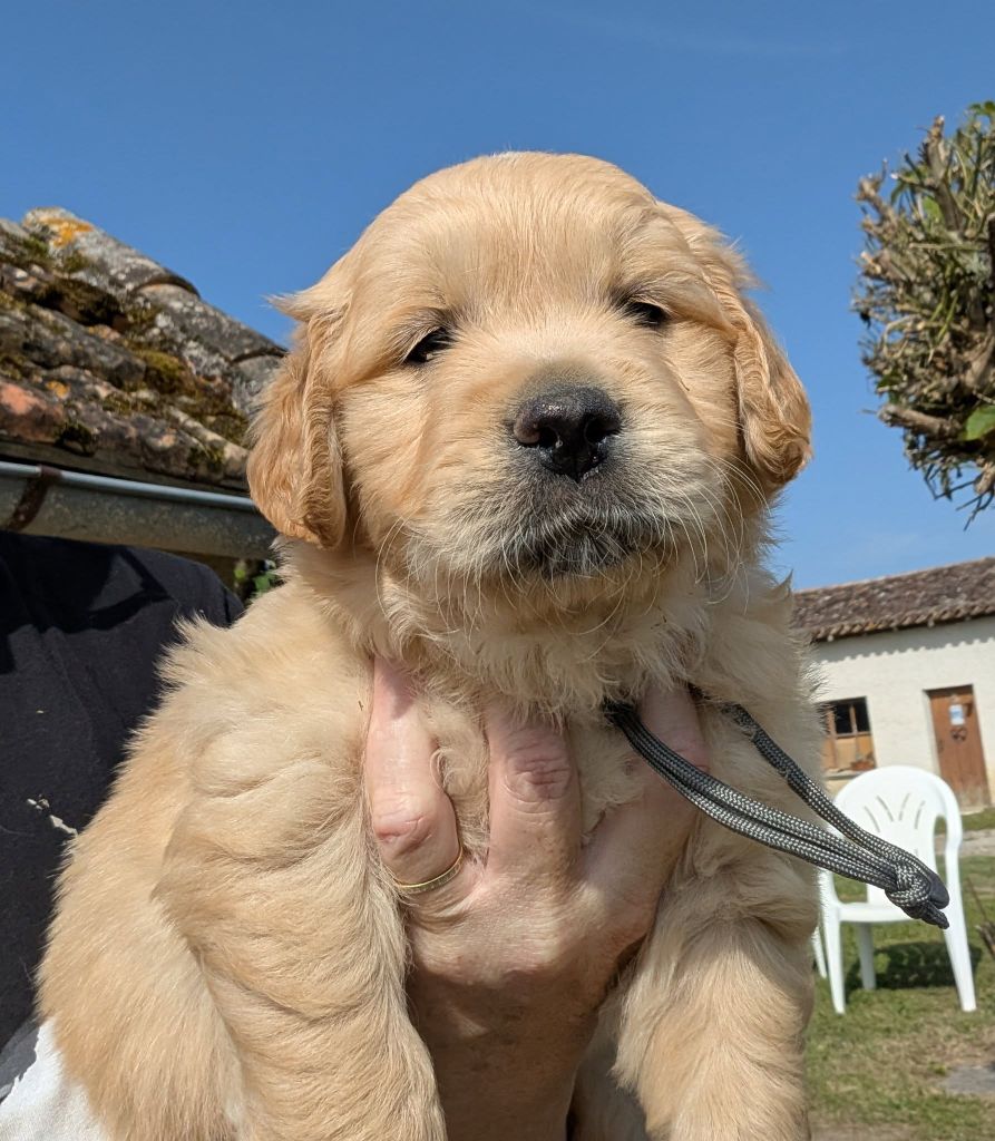 Des Puppys Goldens Love - Chiots disponibles - Golden Retriever