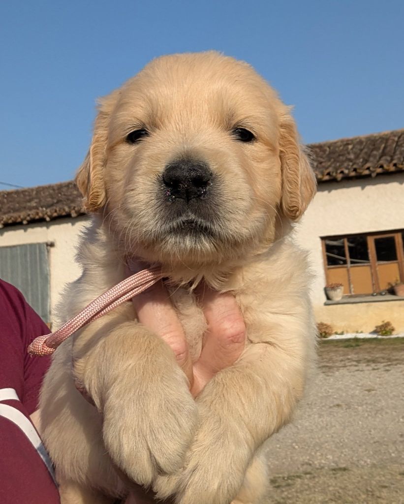 Des Puppys Goldens Love - Chiots disponibles - Golden Retriever