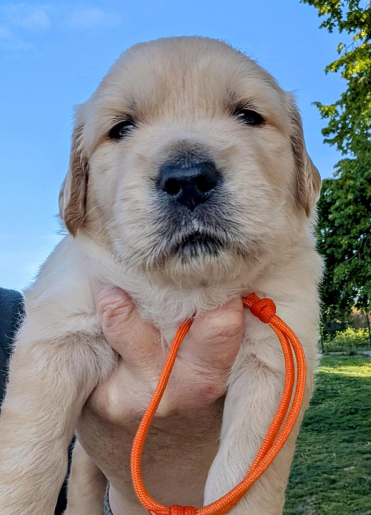 Des Puppys Goldens Love - Chiots disponibles - Golden Retriever