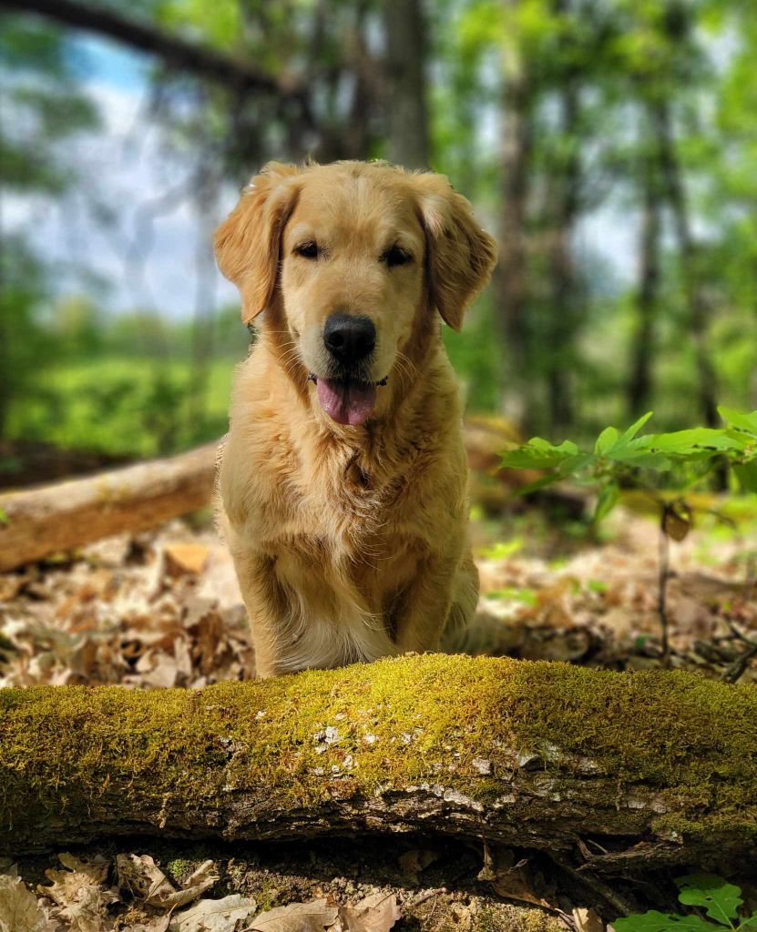 Chiot Golden Retriever Des Puppys Goldens Love