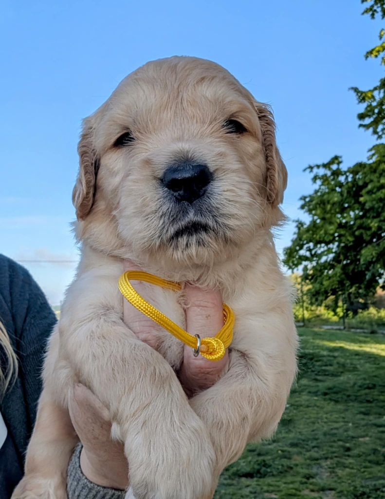 Des Puppys Goldens Love - Chiots disponibles - Golden Retriever