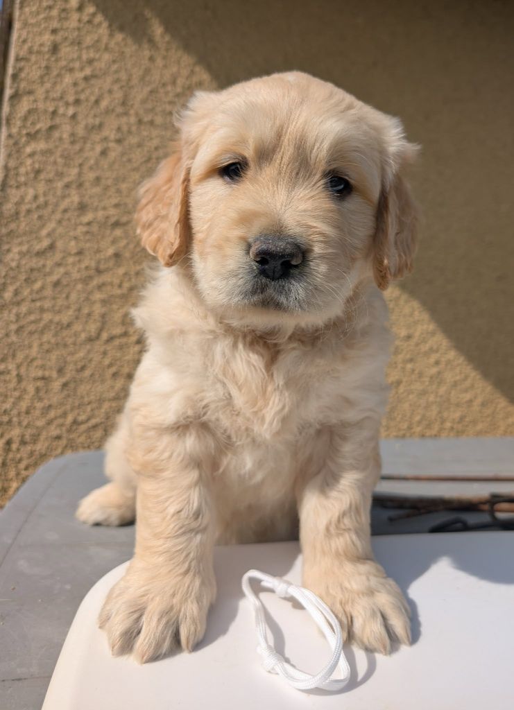 Des Puppys Goldens Love - Chiots disponibles - Golden Retriever